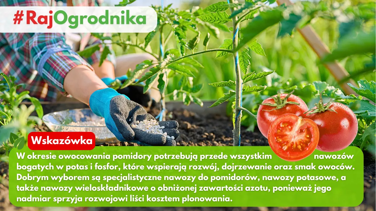 Jak nawozić owocujące pomidory w ogrodzie blog sklep rajogrodnika
